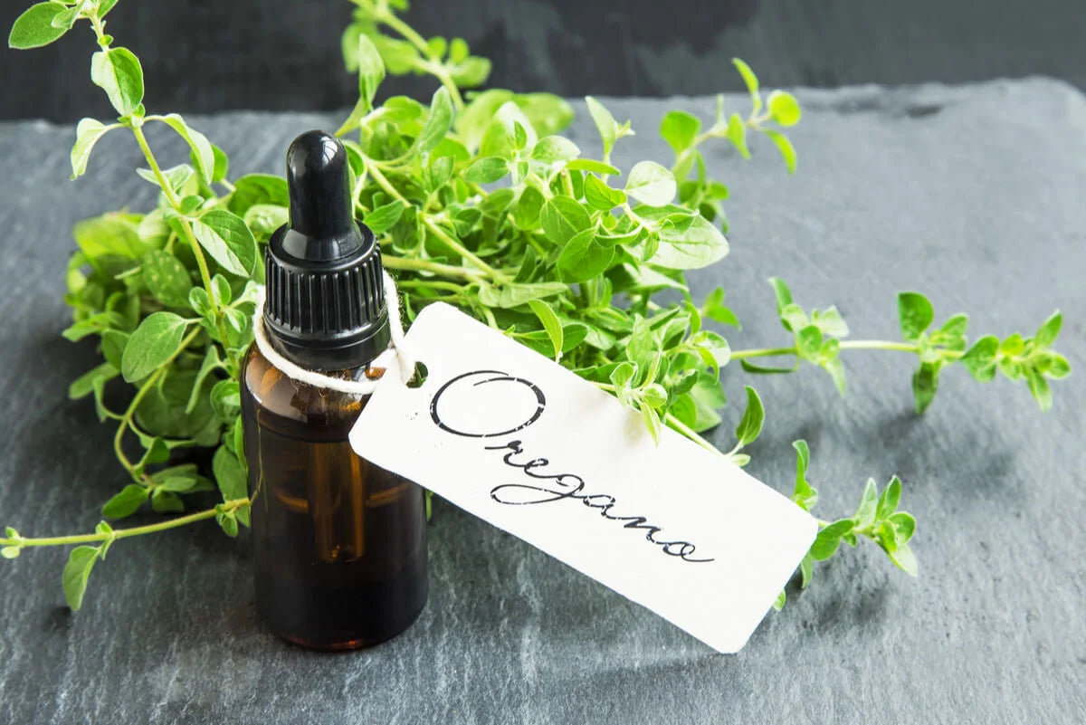 oil of oregano